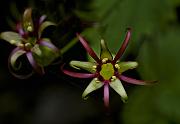 Oregon Bolandra, Bolandra oregana